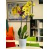 Orchid, Phalaenopsis Yellow, Phalaenopsis