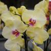 Orchid, Phalaenopsis Yellow, Phalaenopsis