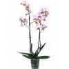 Orchid, Phalaenopsis Pink, Phalaenopsis