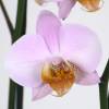 Orchid, Phalaenopsis Pink, Phalaenopsis