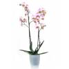 Orchid, Phalaenopsis Pink, Phalaenopsis