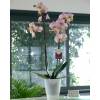 Orchid, Phalaenopsis Pink, Phalaenopsis