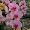 Orchid, Phalaenopsis Pink, Phalaenopsis