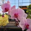 Orchid, Phalaenopsis Pink, Phalaenopsis