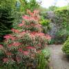 Pieris, Japanese 'Forest Flame'