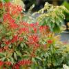 Pieris, Japanese 'Forest Flame'