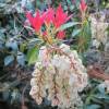 Pieris, Japanese 'Forest Flame'