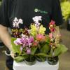 Orchid, Phalaenopsis, Phalaenopsis