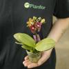 Orchid, Phalaenopsis, Phalaenopsis