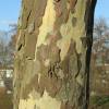 Plane Tree