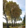 Plane Tree
