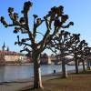 Plane Tree
