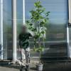 Plane Tree