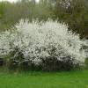 Blackthorn