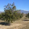 Truffle holm oak