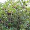 Buckthorn, glossy