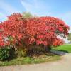 Staghorn Sumac