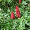 Staghorn Sumac