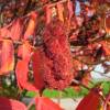 Staghorn Sumac