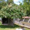 Staghorn Sumac