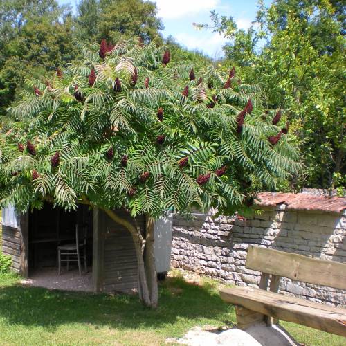Staghorn Sumac buy Staghorn Sumac / Rhus typhina