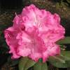 Rhododendron pink, Germania