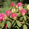 Rhododendron pink, Germania