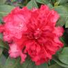 Rhododendron red, Markeeta's Prize