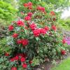 Rhododendron red, Markeeta's Prize