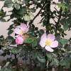Rose, dog