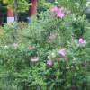 Rose rugosa