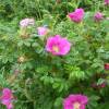 Rose rugosa