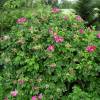 Rose rugosa