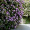 Rhododendron purple