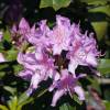 Rhododendron purple
