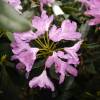 Rhododendron purple