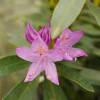 Rhododendron purple