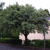 Whitebeam, common