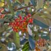 Whitebeam, common