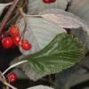 Whitebeam, common