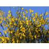 Broom, Spanish