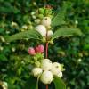 Snowberry, common