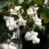 Snowberry, common