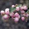 Coralberry, Hancock Chenault