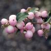 Coralberry, Hancock Chenault