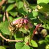 Coralberry, Hancock Chenault