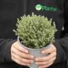 Thyme