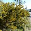 Gorse, common