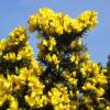 Gorse, common