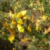 Gorse, common